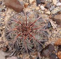 Echinocactus_horizontalonius_GM_1046.jpg